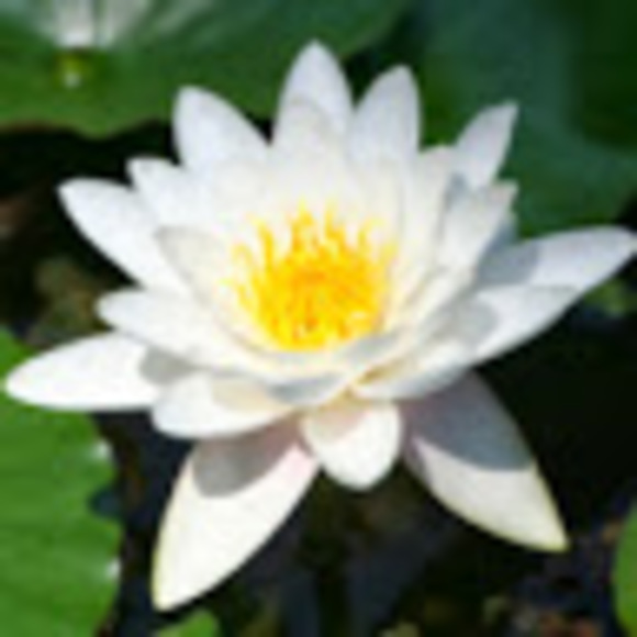 Meet your Posher ❤️ - Picture 1 of 1